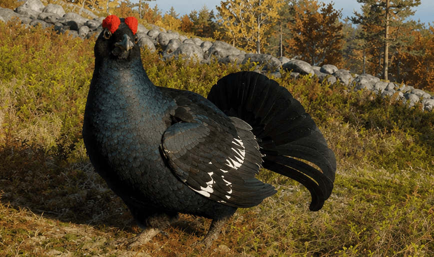 Black Grouse