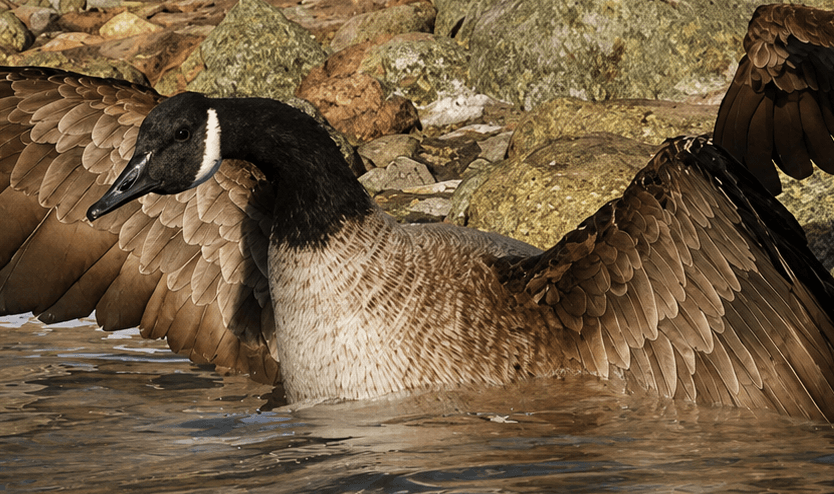 Canada Goose