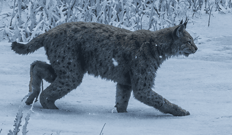 Eurasian Lynx