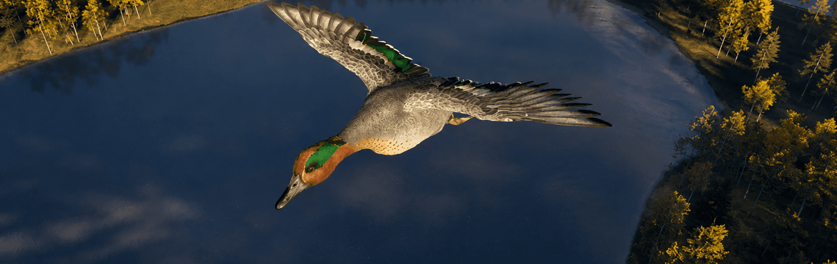 Eurasian Teal
