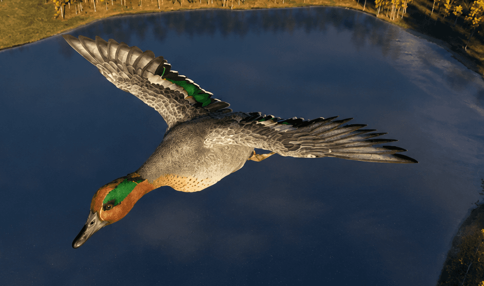 Eurasian Teal