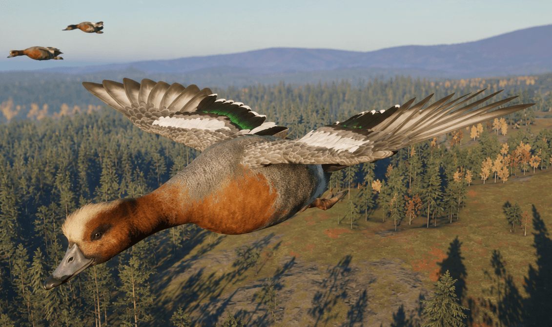 Eurasian Wigeon