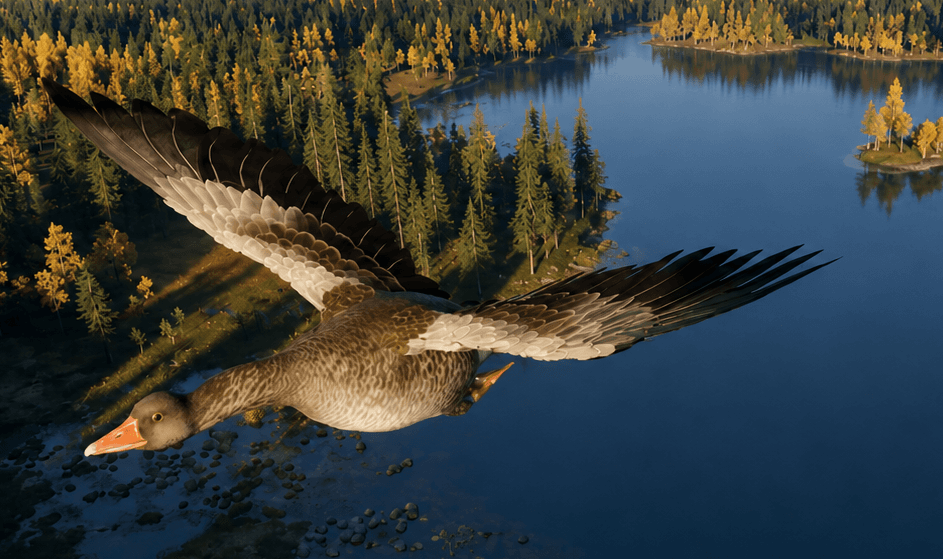 Greylag Goose