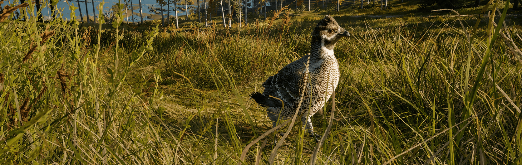 Hazel Grouse