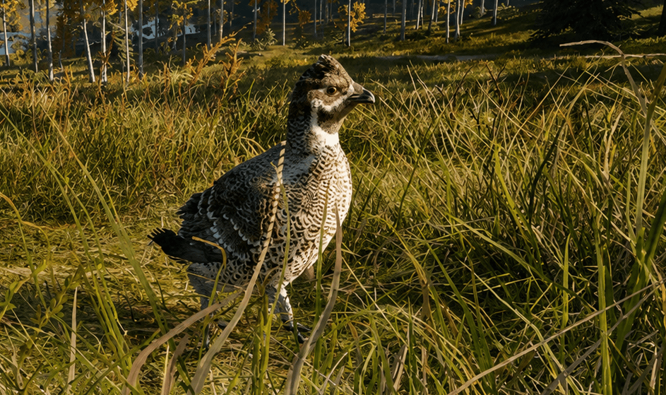Hazel Grouse