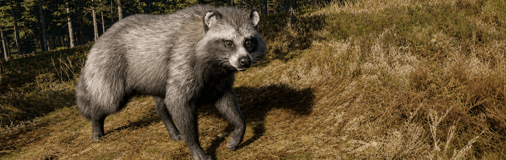 Raccoon Dog
