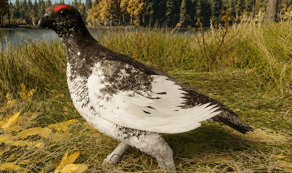 Rock Ptarmigan