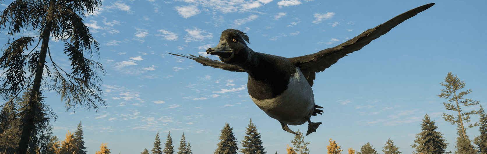 Tufted Duck