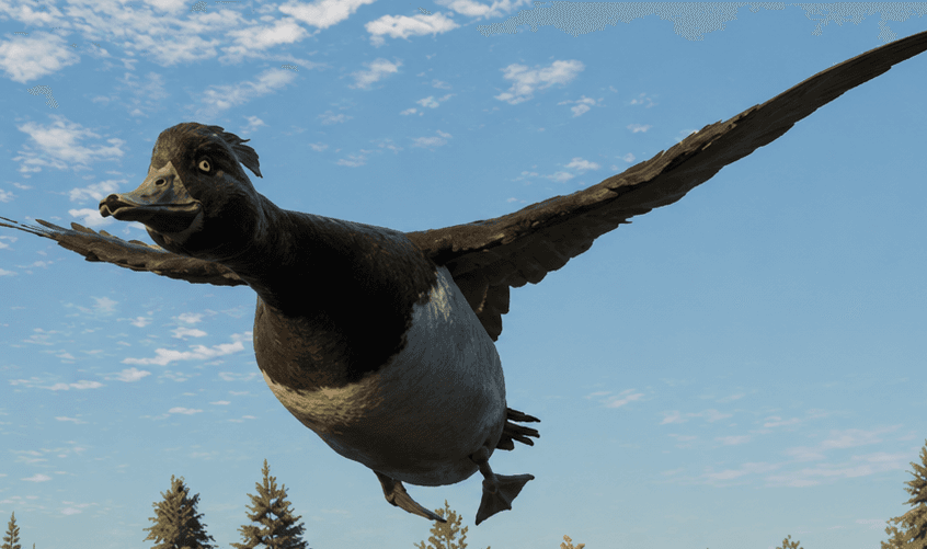 Tufted Duck