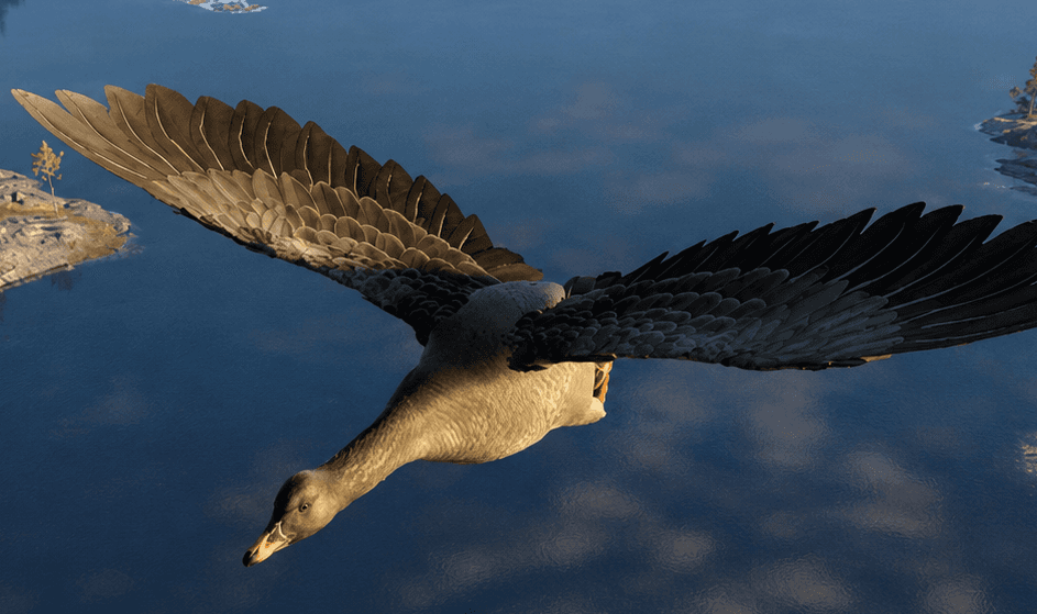 Tundra Bean Goose