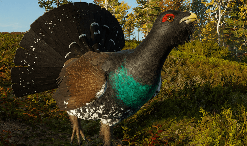 Western Capercaillie