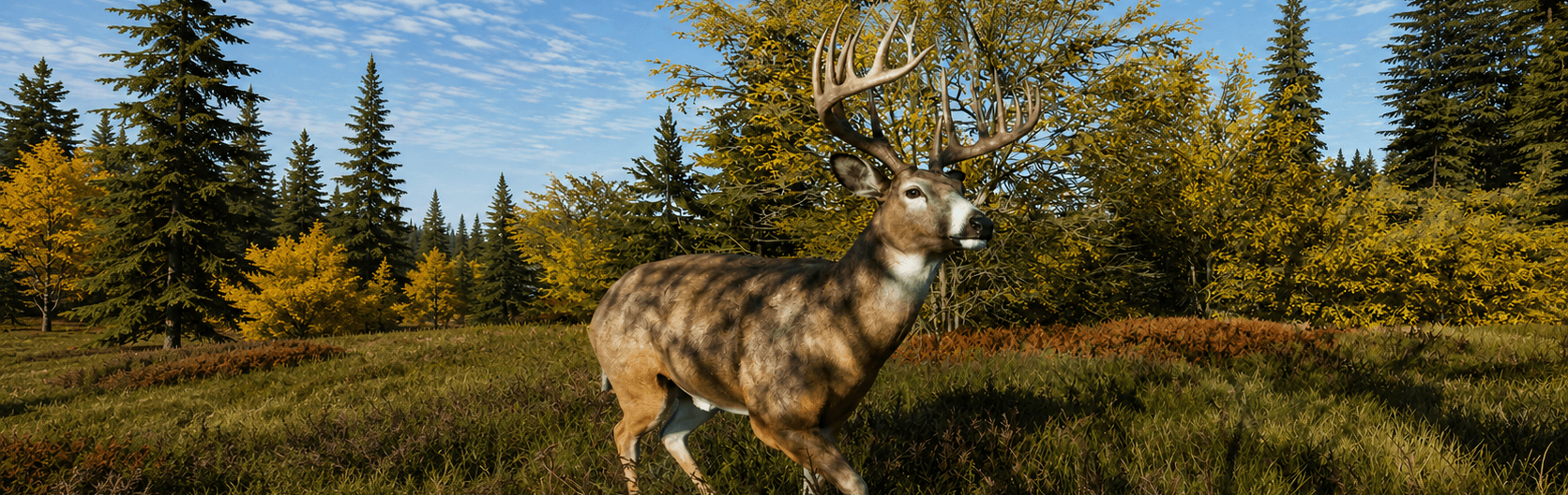 Whitetail Deer