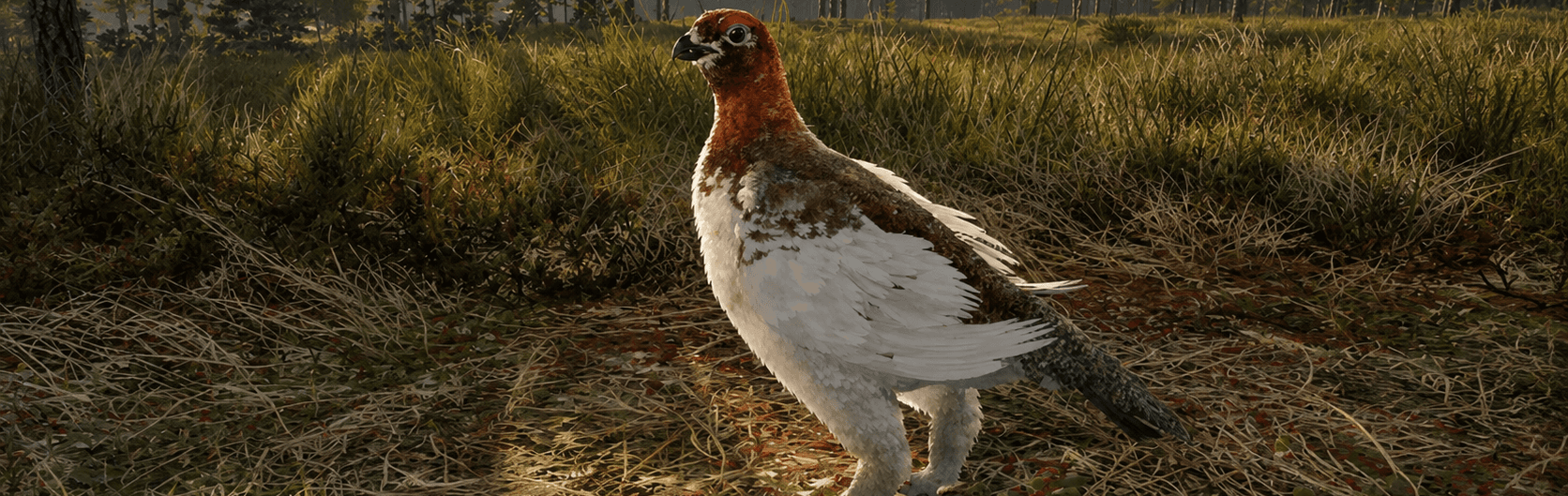 Willow Ptarmigan