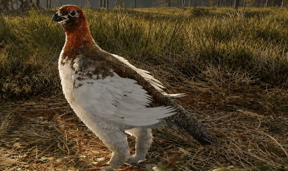 Willow Ptarmigan