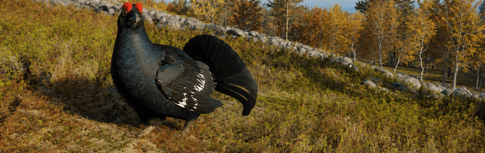 Black Grouse