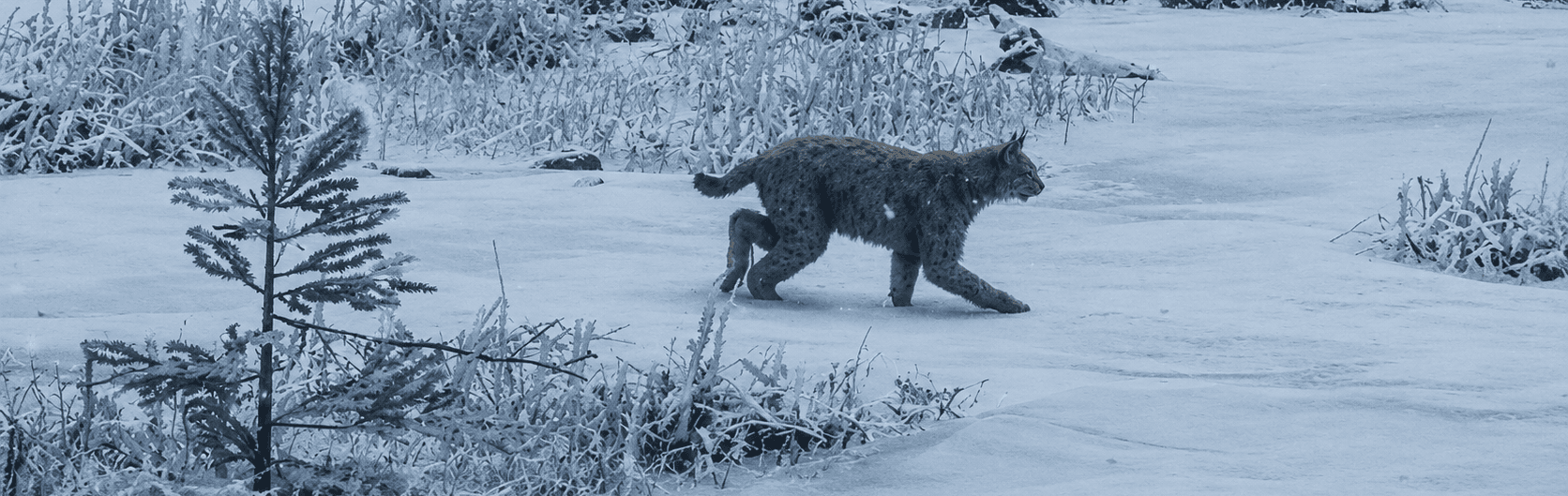 Eurasian Lynx
