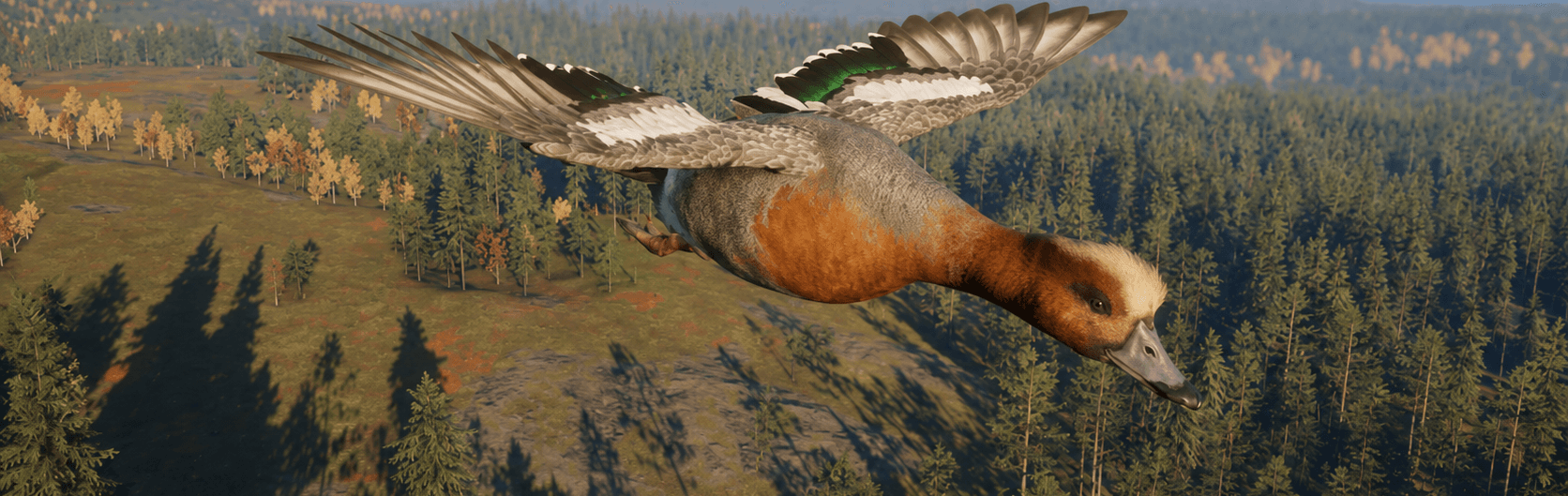Eurasian Wigeon
