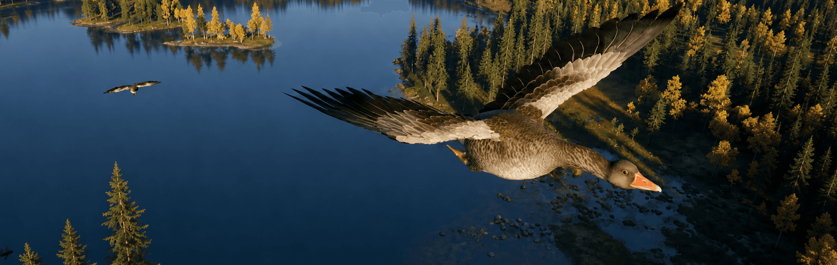 Greylag Goose