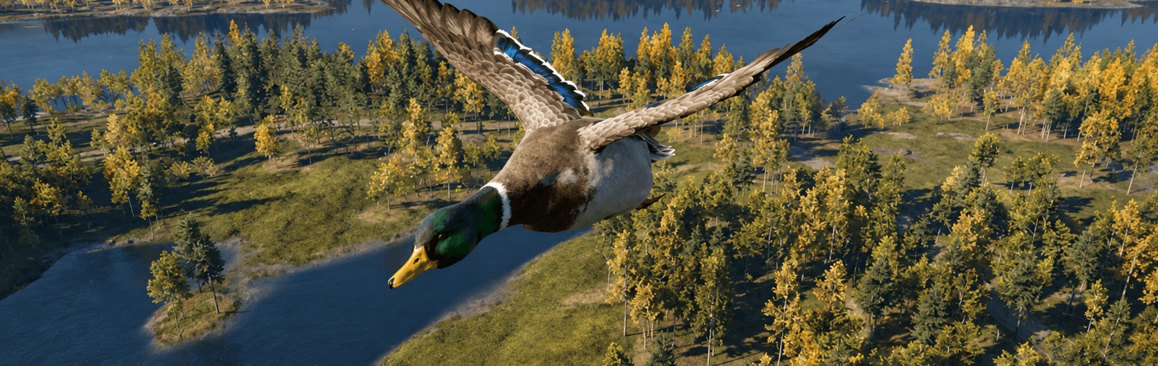 Mallard
