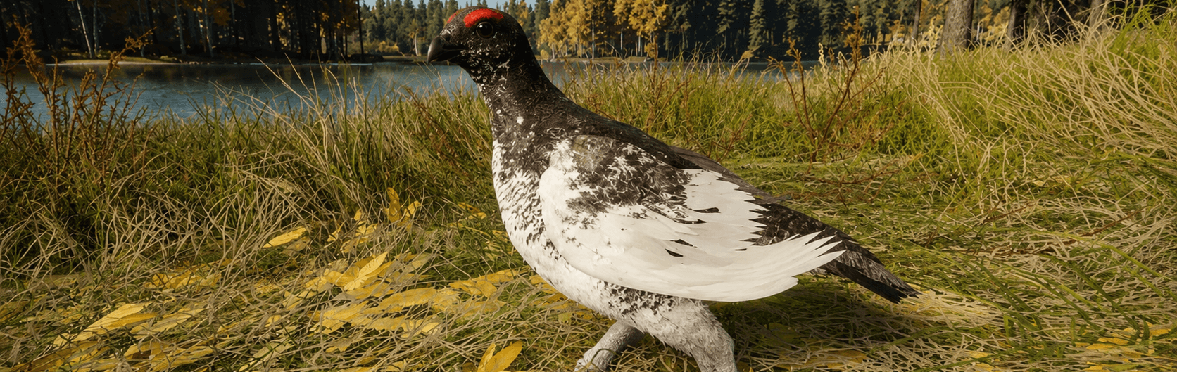 Rock Ptarmigan