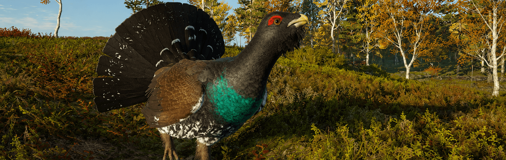Western Capercaillie
